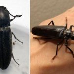 Clicker beetle