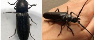 Clicker beetle