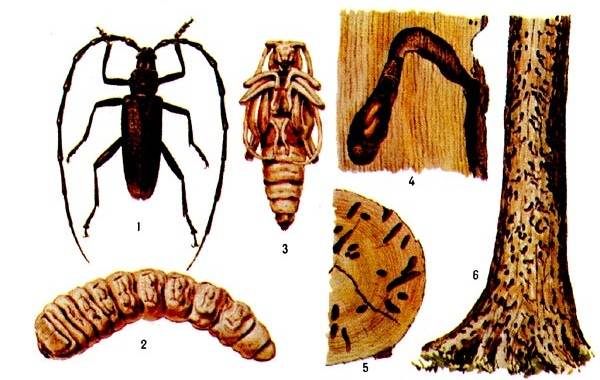 Longicorne-insecte-description-caractéristiques-espèces-mode de vie-et-habitat-long-coléoptère-17
