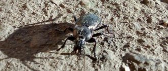 Ground beetle in the photo
