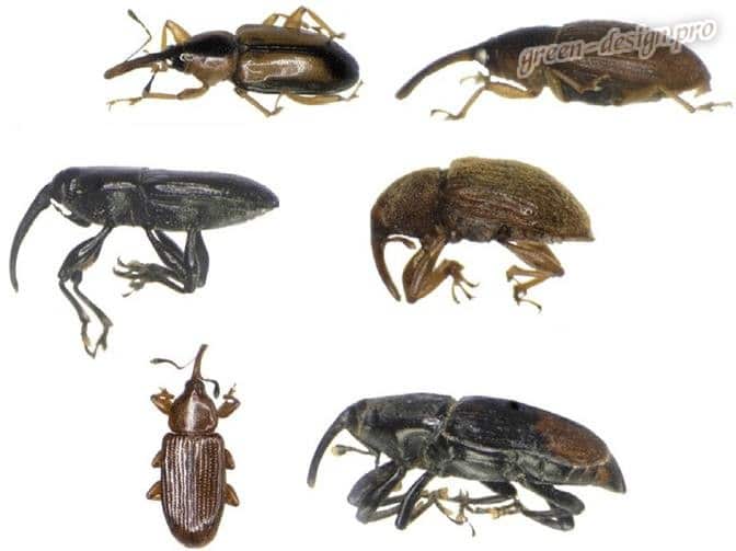 Weevils skalbaggar - växtskadegörare