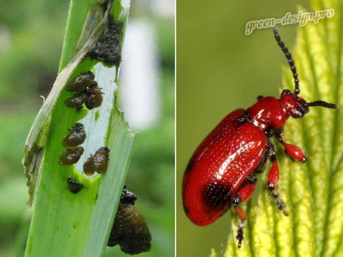 Mga beetle ng bumbero o beetle ng dahon ng sibuyas (Lilioceris merdigera)