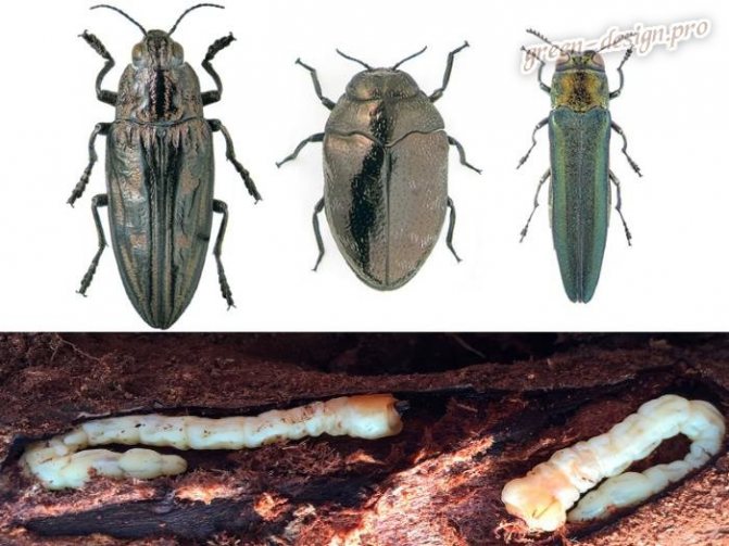Mga beetle ng goldpis at ang kanilang larvae