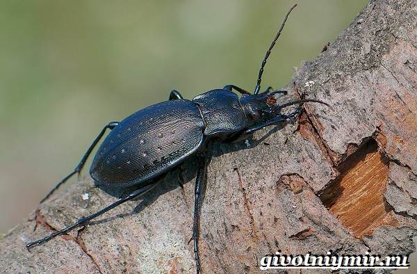 Ground beetle-insect-Lifestyle-and-habitat-ground beetles-10