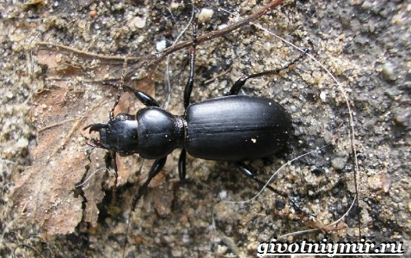 Ground beetle-insect-Lifestyle-and-habitat-ground beetles-11