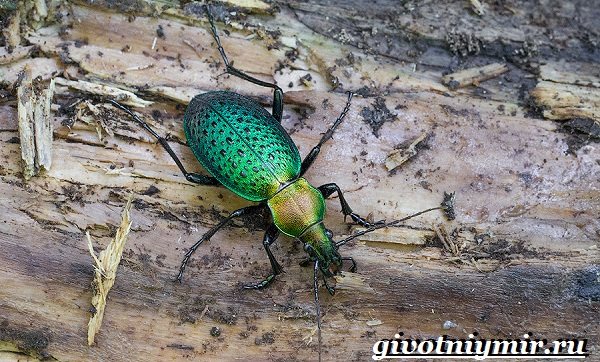 Ground beetle-insect-Lifestyle-and-habitat-ground beetles-12