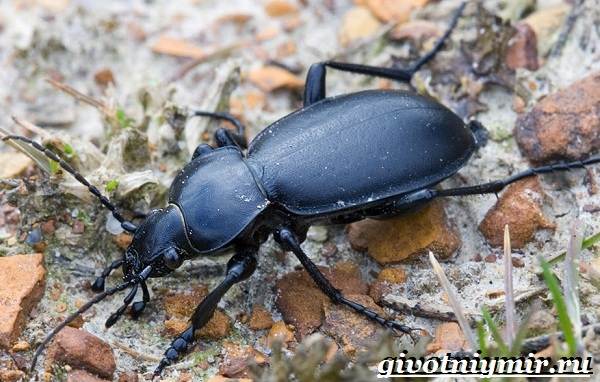 Ground beetle-insect-Lifestyle-and-habitat-ground beetles-3