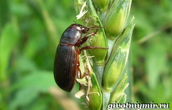 Insecte-gândac-sol-Stil de viață-și-habitat-gândaci-sol-7