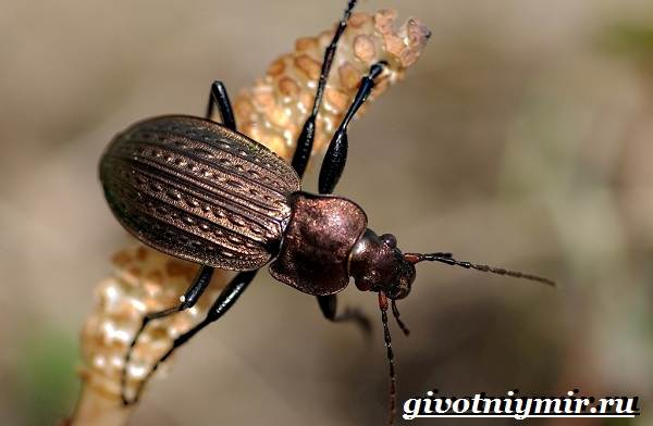 Ground beetle-insect-Lifestyle-and-habitat-ground beetles-9
