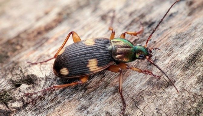 Gret beetle