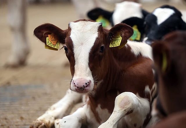 Calf chewing gum appears when it begins to eat roughage