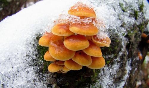 Jak vypadají zimní houby. Popis zimních hub