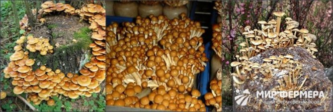 Winter mushrooms growing at home