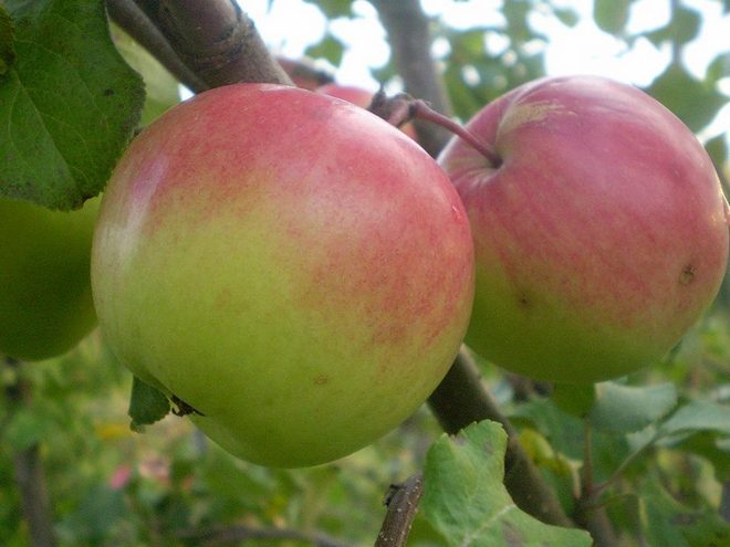 Odrůda zimních jablek