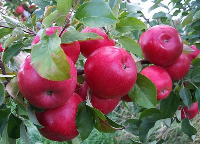 Vinter äppelträd
