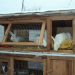 Rabbits need good nutrition in winter.