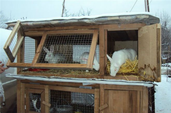 Kaniner behöver god näring på vintern.