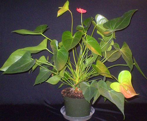 In winter, the anthurium has a dormant period