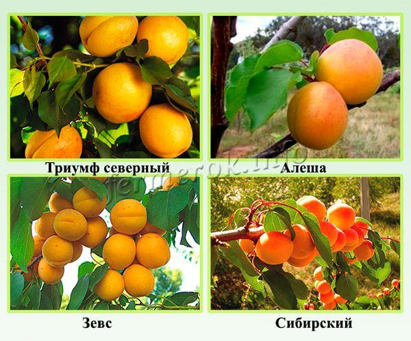 Winter-hardy apricot varieties for northern regions