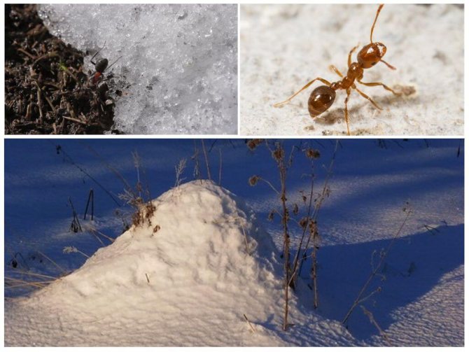 Paghahanda ng wintering ants at kaligtasan ng buhay