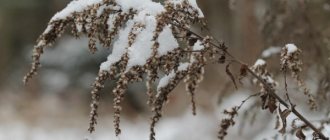 Wintering of winter-hardy varieties of astilba