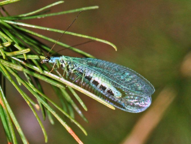 Lacewing. Insecte carnivore