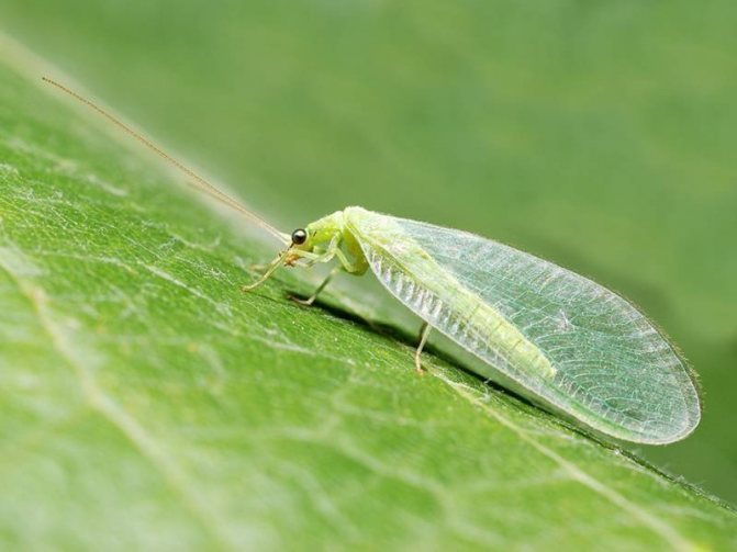 Lacewing - вредител или защитник как да се отървете от насекомо видео