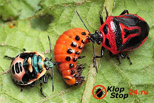 Ang pinakapangit na kalaban ng Koloratsky beetle ay ang two-siglo perillus bug