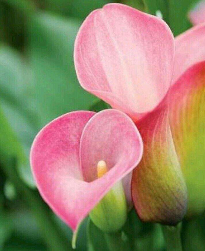 Calla flower meaning.