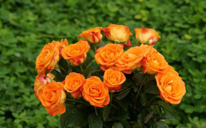 Значение на розовите цветя по цвят
