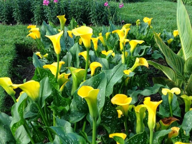 The meaning of the beautiful calla flower.