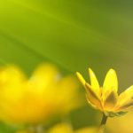 Hodnota světla pro pokojové rostliny