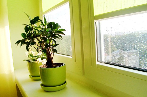 The value of light for indoor plants