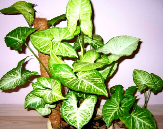 The value of light for indoor plants