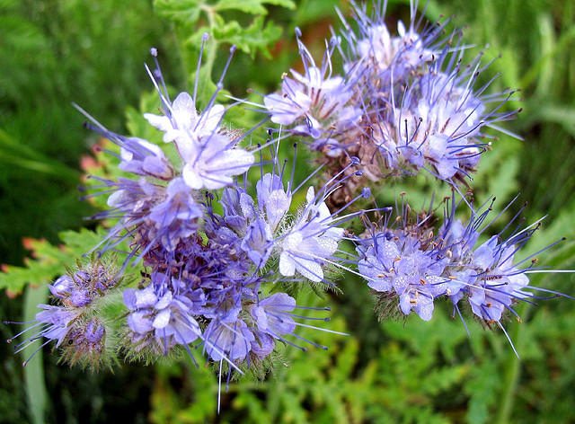 A significant part of the phacelia species are grown as ornamental plants, green manures and honey plants
