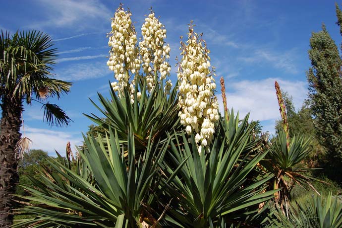 Sebilangan besar spesies yucca dalam keadaan semula jadi tumbuh di Amerika dan Mexico