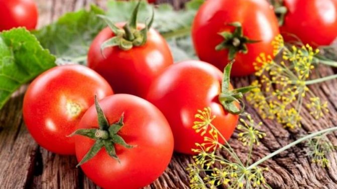 '' Introduktion av tomat