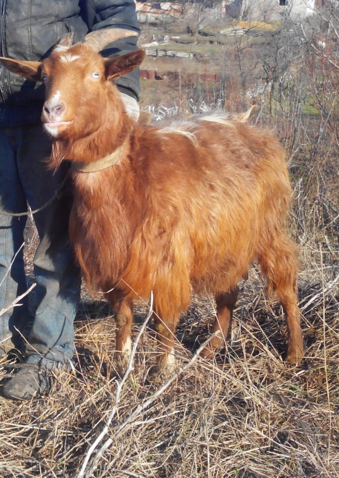 Golden guernsey goat