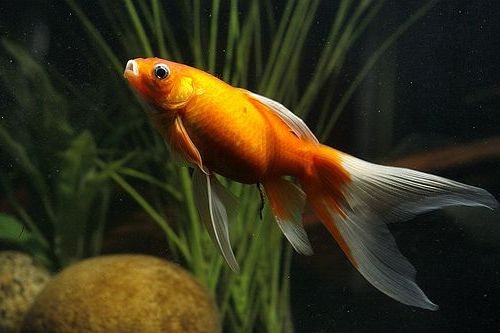 златна рибка