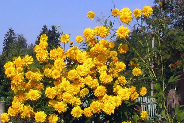 златен балон цвете