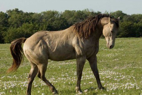 Kuda emas. Warna kuda yang tidak biasa, nombor foto 41