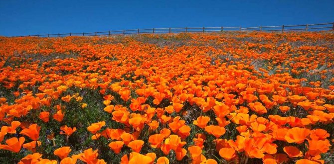 Poppies Emas di Antelope Valley, California