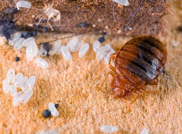 "Sonder" mula sa mga bedbugs at repasuhin ang application