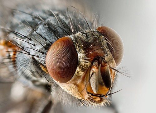 Viziunea insectelor este capabilă să capteze 250-300 de cadre pe secundă
