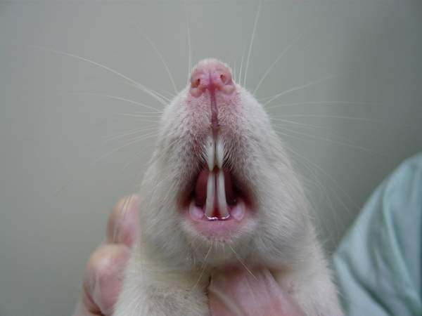 Dinți de șobolan