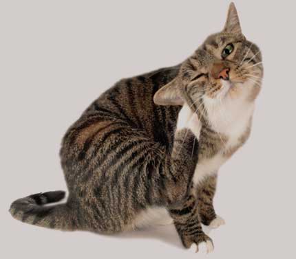 Gatal pada kucing menyebabkan rawatan