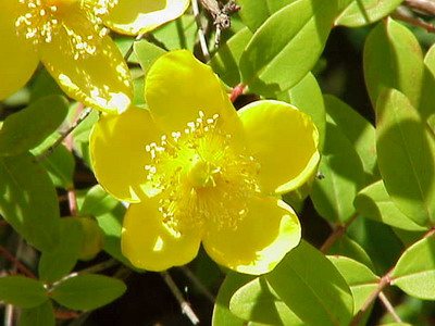 Жълт кантарион (Hypericum moserianum)