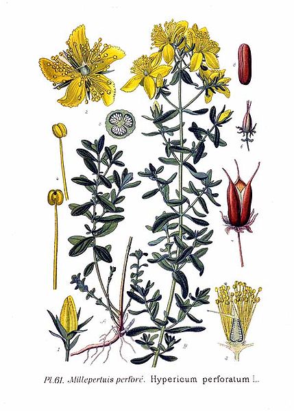 Жълт кантарион, или жълт кантарион. Ботаническа илюстрация.